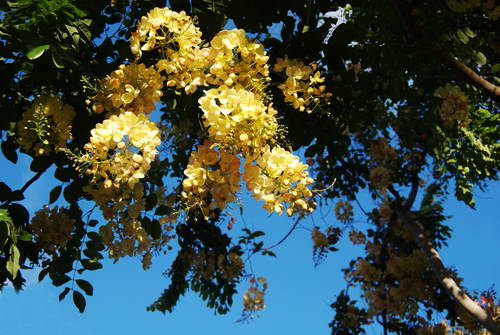 Rainbow Shower Tree