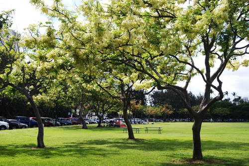 Rainbow Tree